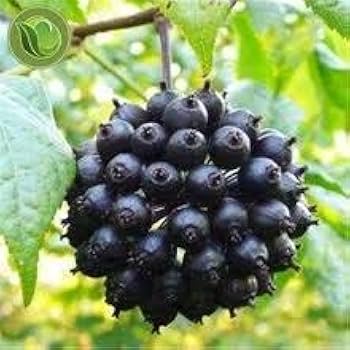 Siberian Ginseng (Eleutherococcus Senticosus / Ci Wu Jia) Herb Shrub Seeds