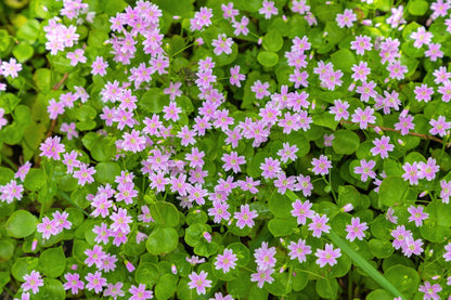 Siberian Spring Beauty Claytonia Sibirica – Candy Flower, Pink Purslane, Siberian Miner'S Lettuce heirloom non-gmo organic garden seeds