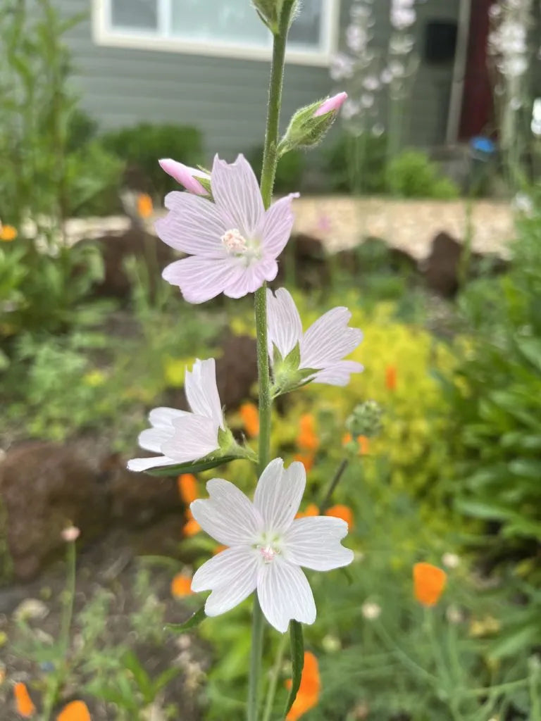 Sidalcea malviflora White Checkermallow Plant