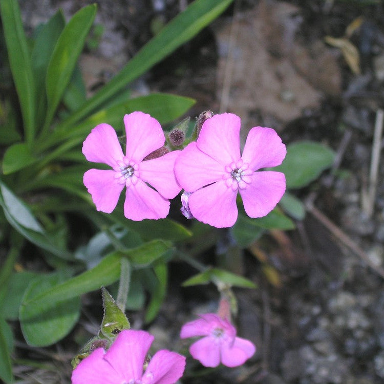 Silene Caroliniana Flower Seeds