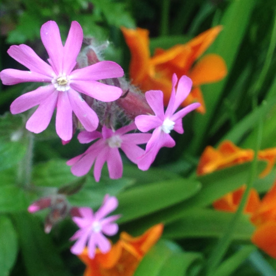 Silene Caroliniana Flower Seeds