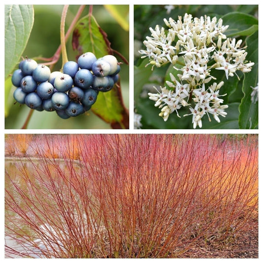 Silky Dogwood Shrub Cornus Amomum Syn. Coerulea White Flower & Silver Blue Berry Seeds Kinnikinnik, Red Willow heirloom non-gmo organic garden seeds