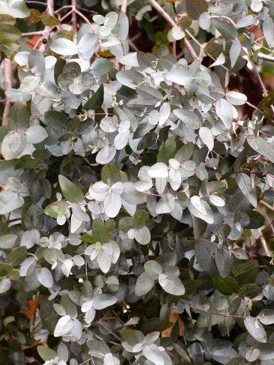 Silver Box Eucalyptus Pruinosa Silvery Blue Green Foliage Apple Box Smoke Tree White Yellow Flower Seeds heirloom non-gmo organic garden seeds