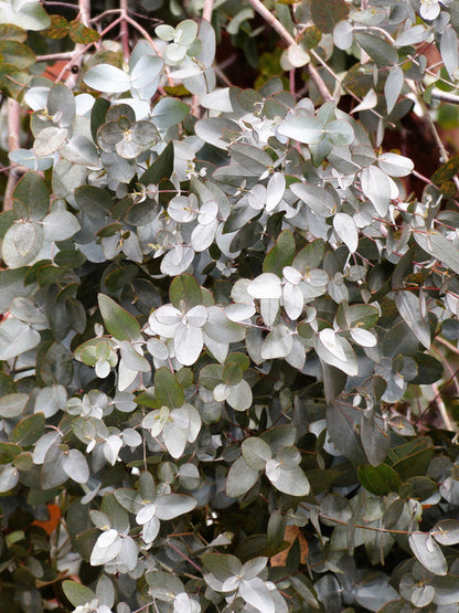 Silver Box Eucalyptus Pruinosa Silvery Blue Green Foliage Apple Box Smoke Tree White Yellow Flower Seeds heirloom non-gmo organic garden seeds