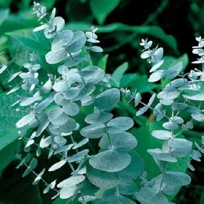 銀箱 ユーカリ（プルイノサ） 銀青緑色の葉 林檎箱 煙の木 白黄色の花の種