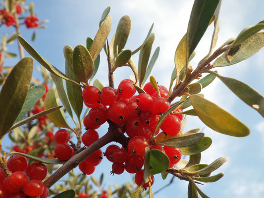 Silver Buffaloberry Shepherdia Argentea Red Fruit Native Bullberry Berry Shrub Seeds heirloom non-gmo organic garden seeds