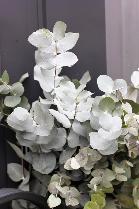 Silver Drop Eucalyptus Eucalyptus Gunnii Cider Gum Silver Blue Foliage Florist Tree Seeds heirloom non-gmo organic garden seeds
