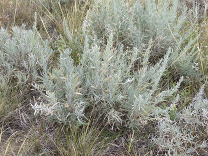 Silver Sagebrush (Artemisia cana) Dwarf Sagebrush Silver Wormwood Herb Flower Seeds