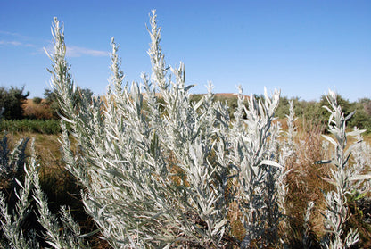 Silver Sagebrush Artemisia Cana Dwarf Sagebrush Silver Wormwood Herb Flower Seeds heirloom non-gmo organic garden seeds