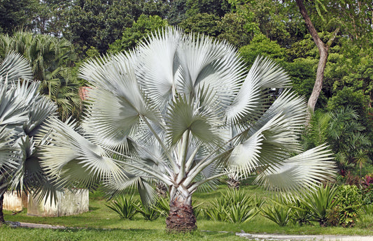 Silver Saw Palmetto Serenoa Repens American Dwarf Palm Tree Shrub – Edible Fruit Seeds heirloom non-gmo organic garden seeds