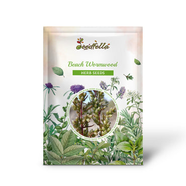 Beach Wormwood (Artemisia caudata) Silvermound Red Sagewort Herb Flower Seeds