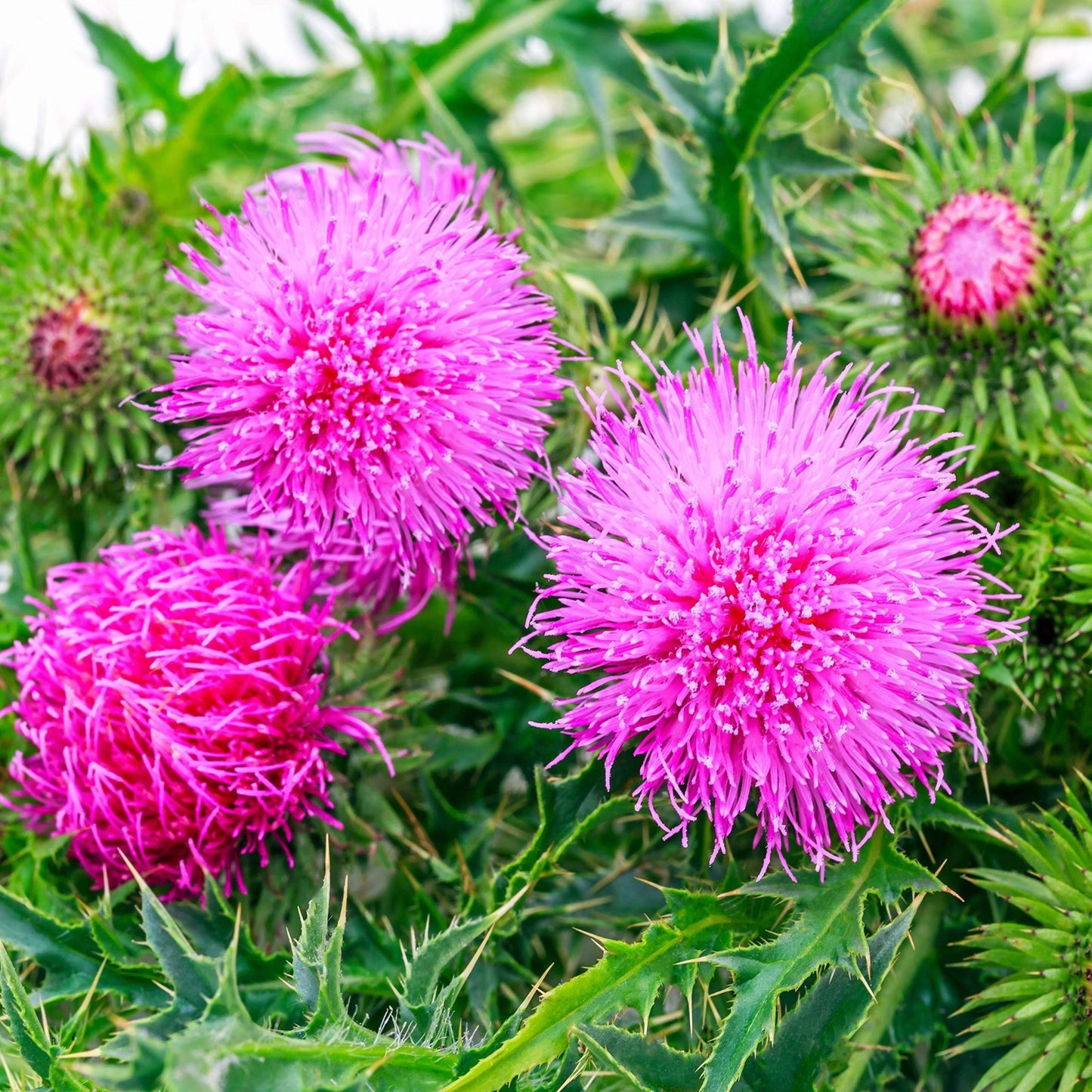 Milk Thistle Flower Seeds