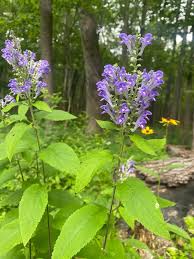 Skullcap Scutellaria Incana Seeds for Herbal Planting