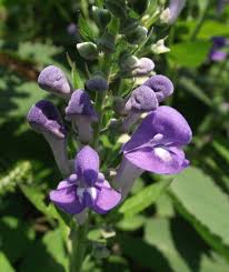 Skullcap Scutellaria Incana Seeds For Herbal Planting heirloom non-gmo organic garden seeds