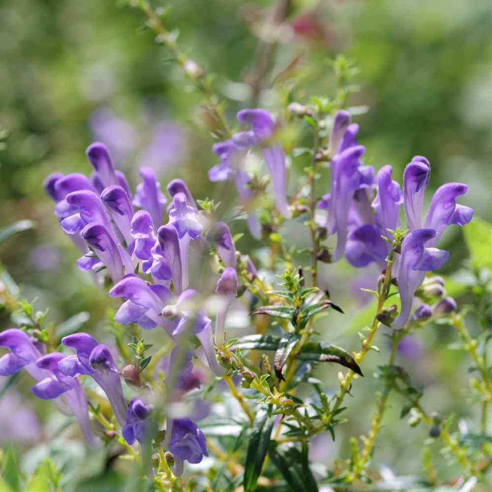 Graines d'herbe de Scutellaria Baicalensis