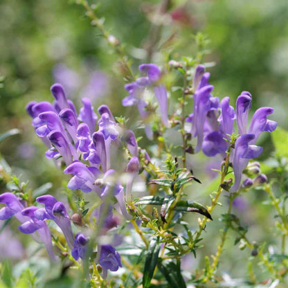 Graines d'herbe de Scutellaria Baicalensis