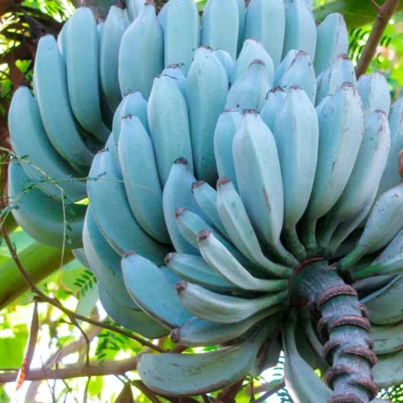 Sky Blue Banana Seeds For Planting Exotic Fruit For Your Garden heirloom non-gmo organic garden seeds