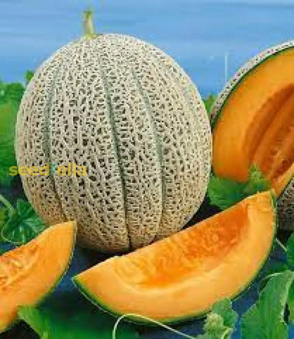 Orange Cantaloupe Melon Seeds for Planting Grow Delicious Homegrown Fruit