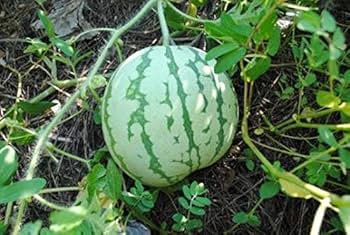 Dixie Queen Watermelon Seeds – White & Red Citrullus Lanatus Melon Fruit Vine