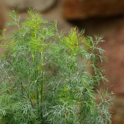 Dill Seeds - Fernleaf (Anethum graveolens)