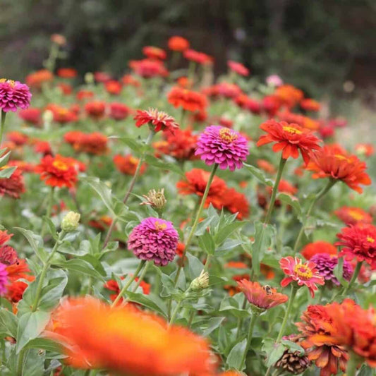 Giant Cactus Zinnia Flower Seeds