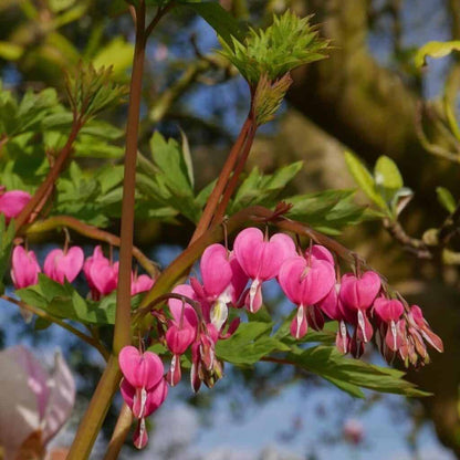 Mixed Bleeding Heart Seeds (Dicentra Spectabilis)