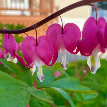 Mixed Bleeding Heart Seeds (Dicentra Spectabilis)