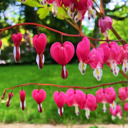Mixed Bleeding Heart Seeds (Dicentra Spectabilis)