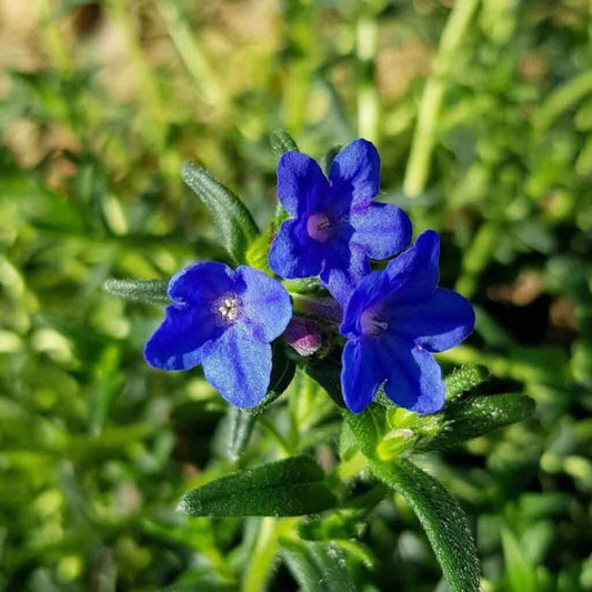 Glandora Diffusa Flower  Seeds