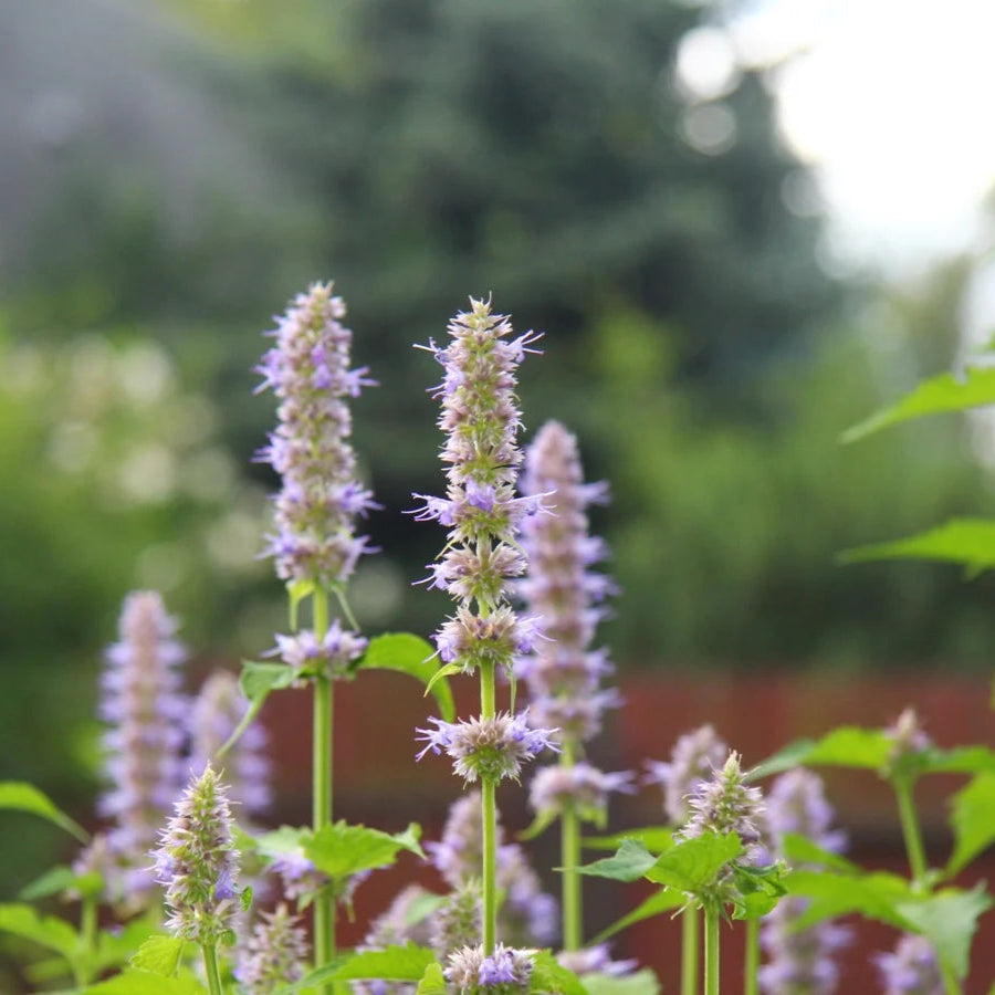 Pogostemon Cablin Herb Seeds
