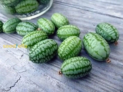 Green Gherkin Watermelon Seeds for Planting