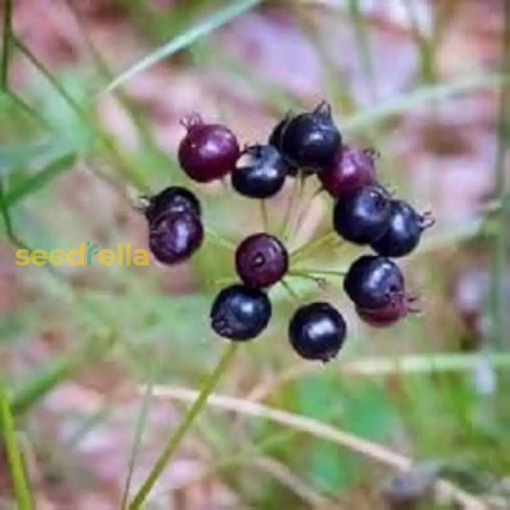 Sarsaparilla Nostrana Fruit Planting Seeds - Grow Delicious Fruit at Home