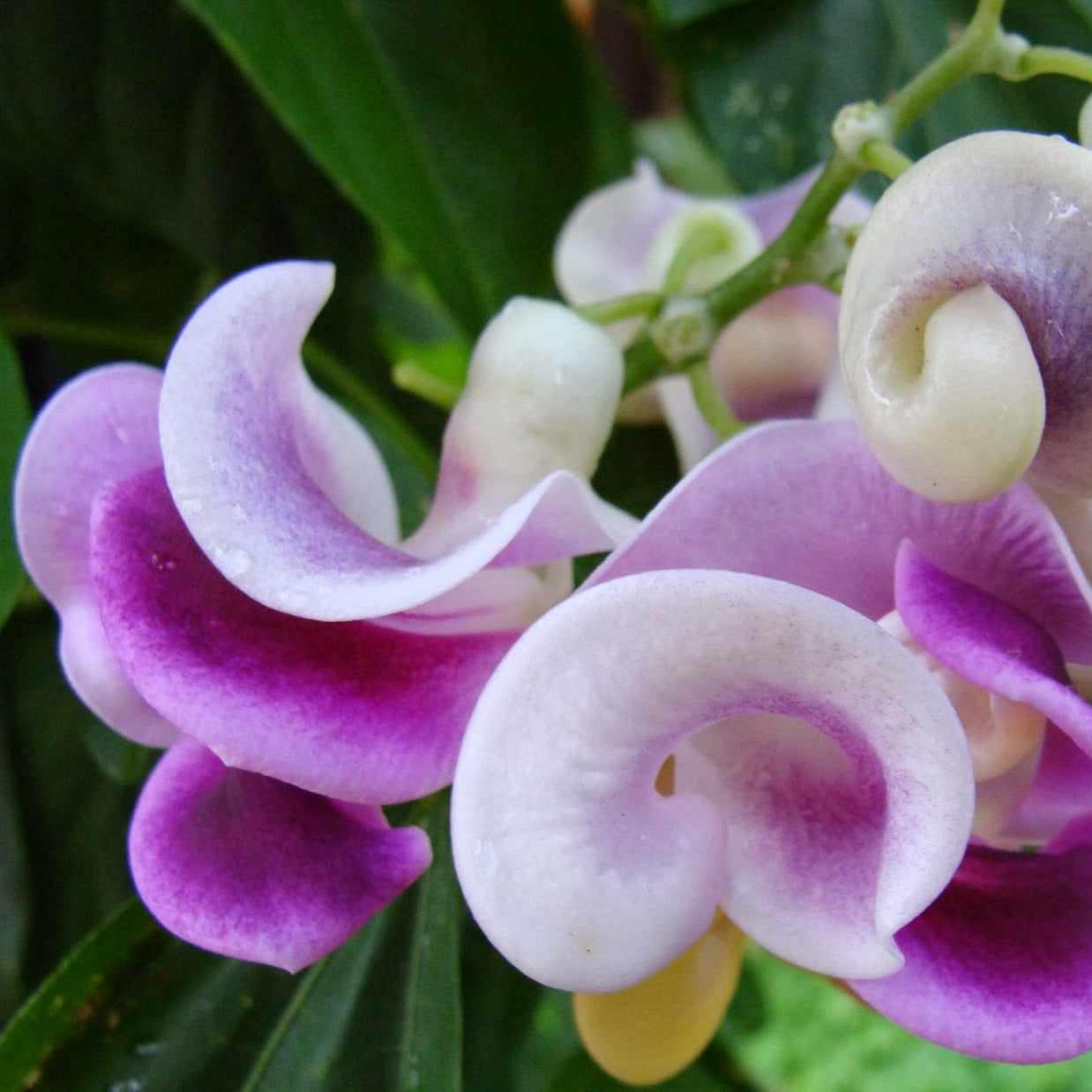 Vigna Caracalla Flower Seeds