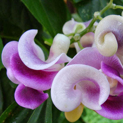 Vigna Caracalla Flower Seeds