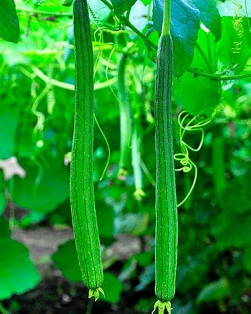 Snake Gourd Trichosanthes Cucumerina Seeds heirloom non-gmo organic garden seeds