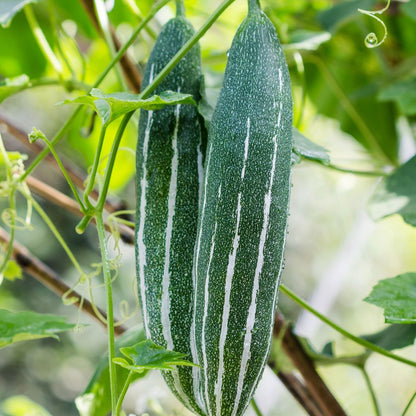 Snake Gourd Vegetable Seeds