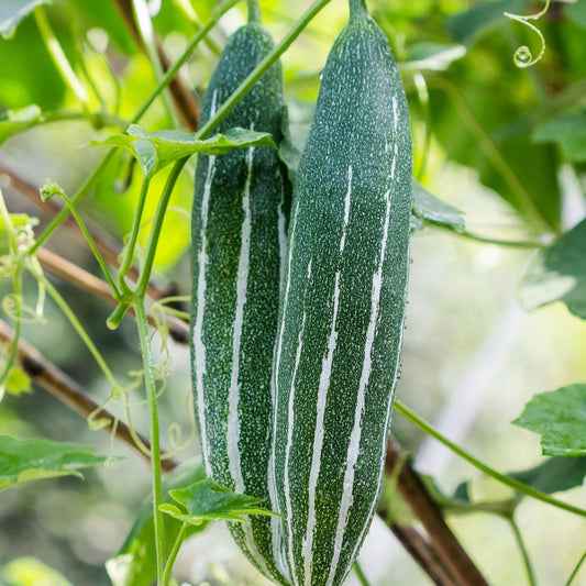 Snake Gourd Vegetable Seeds
