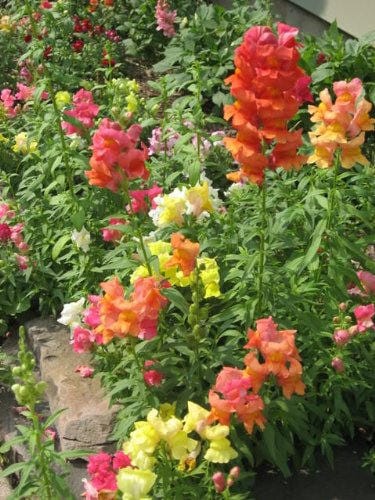 Snapdragon 'Corona Mix' Antirrhinum Majus Flower Seeds heirloom non-gmo organic garden seeds