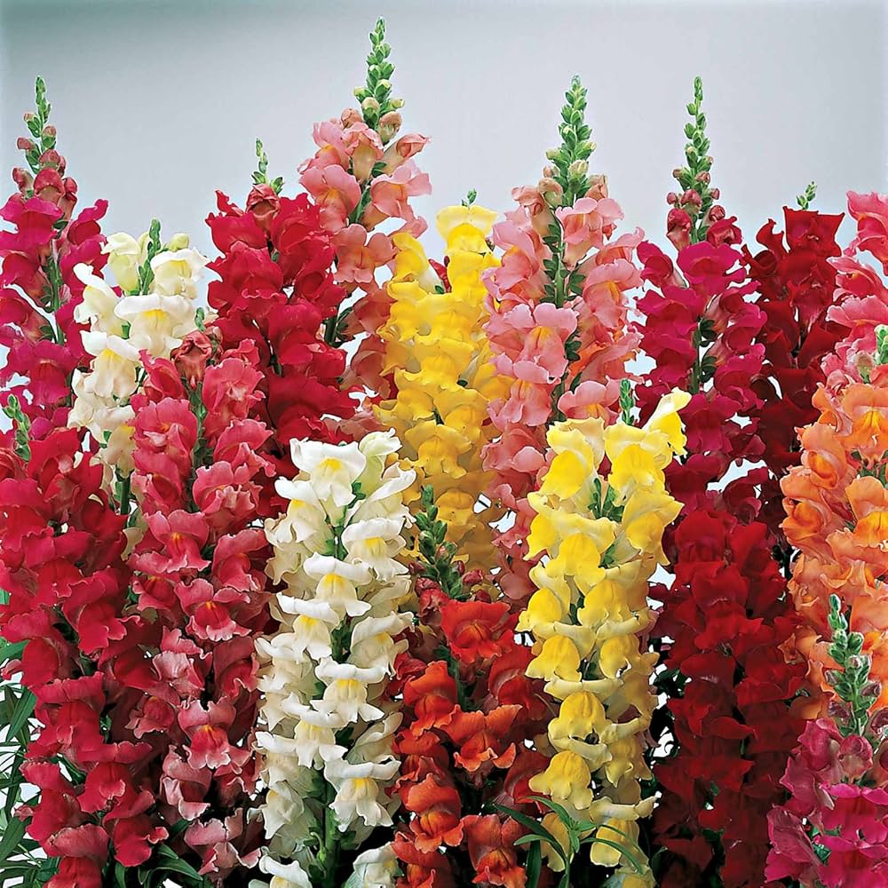Snapdragon 'Corona Mix' (Antirrhinum Majus) Flower Seeds