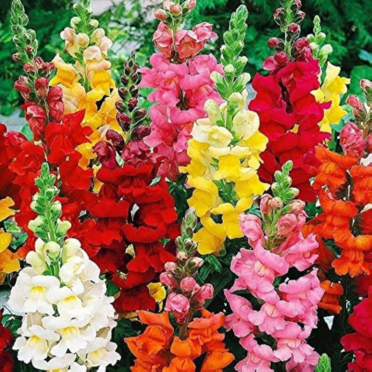 Snapdragon Flowering Seeds for Planting and Gardening