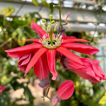 Red Passion Flower Seeds