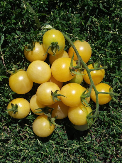 Schneewittchen-Kirschtomatensamen