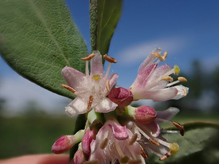 西洋ユキヤナギ（Symphoricarpos occidentalis）低木 白色と桃色の花の種