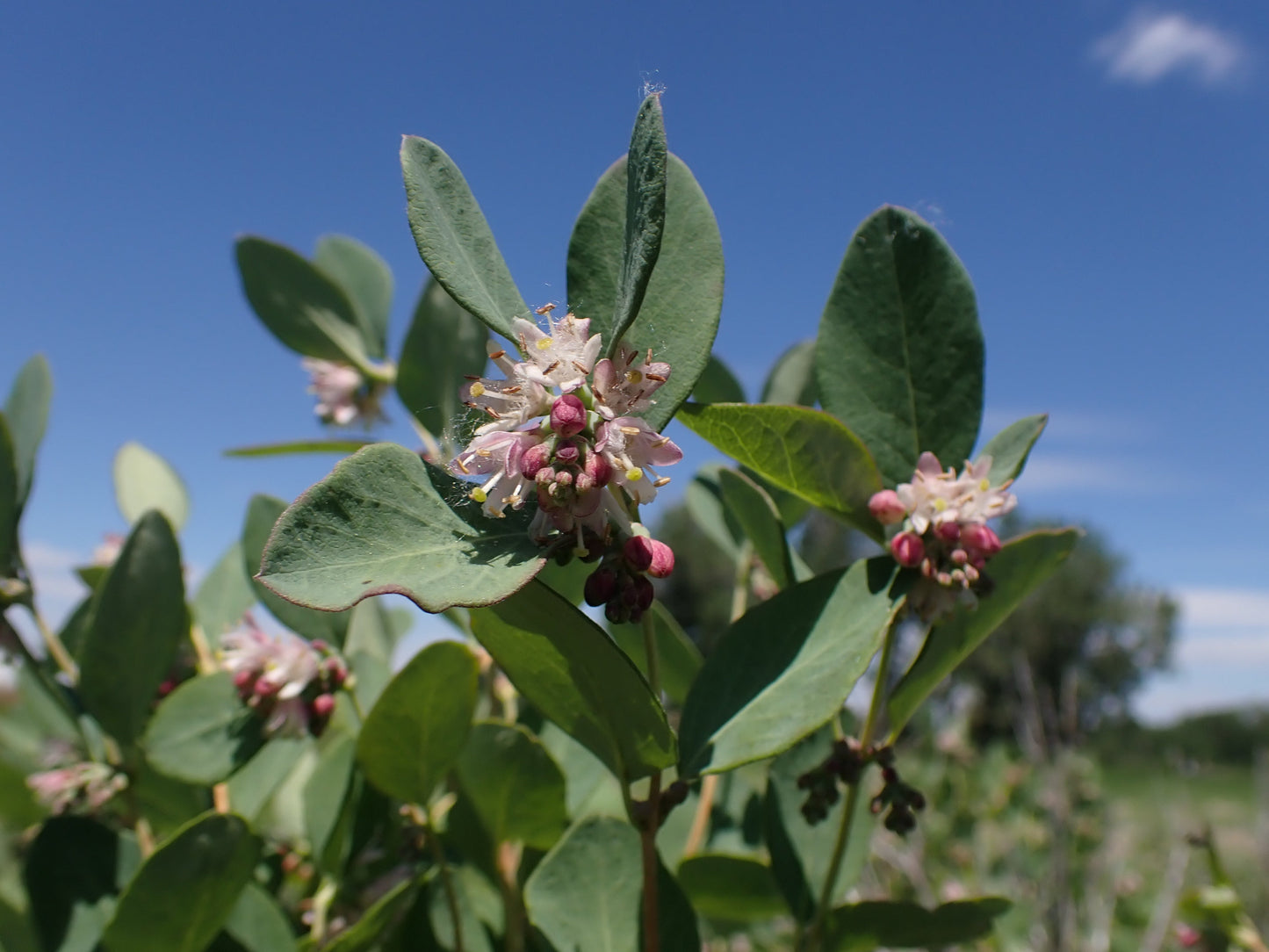 西洋ユキヤナギ（Symphoricarpos occidentalis）低木 白色と桃色の花の種