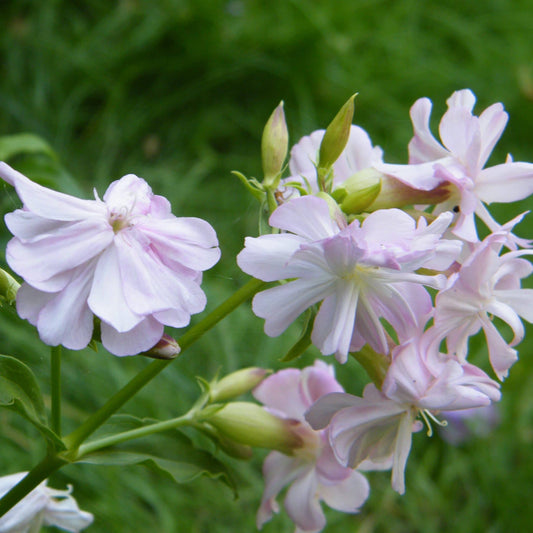 Soapwort Flower Seeds