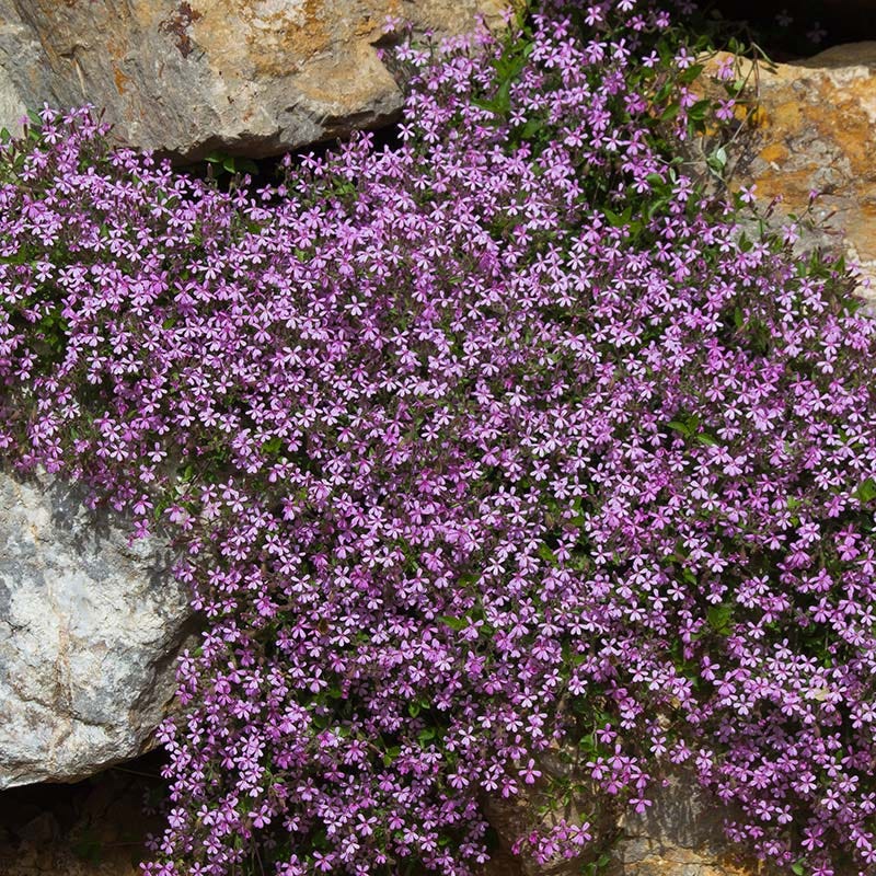 サポナリアの花の種まき用 - 鮮やかな花、伝統種で遺伝子組み換えなしの家庭菜園用種子