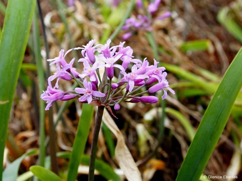 Society Garlic Plant in Bloom