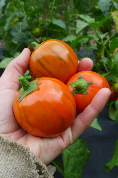 Turkish Orange Eggplant (Scarlet Solanum Aethiopicum) Fruit Vegetable Seeds