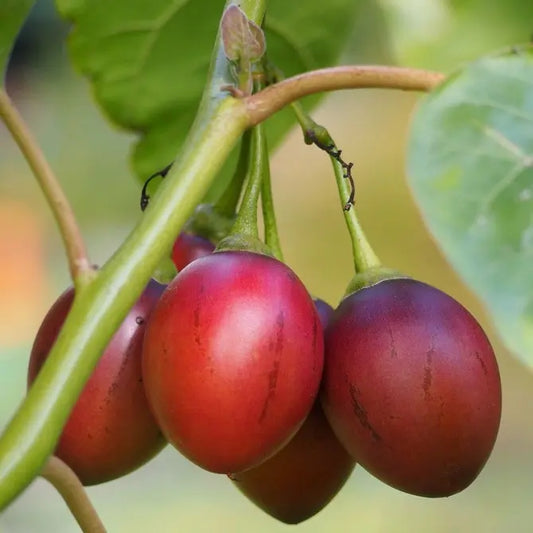 Graines de Solanum Betaceum (Tomate-arbre, Tamarillo)