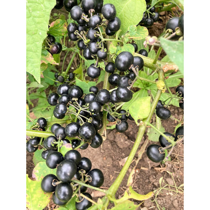 Wonderberry (Sunberry) Seeds – Solanum Burbankii Retroflexum Edible Fruit Shrub